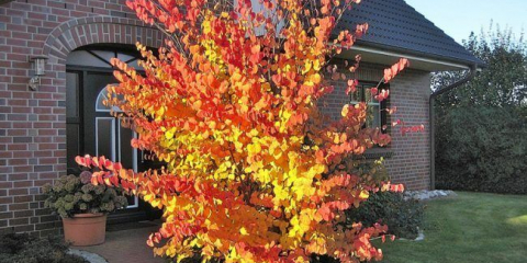 Luxusní zahrady na podzim je japonský bugger: vše o keře a řádné péči o to